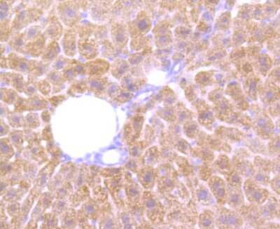 Immunohistochemistry-Paraffin: Cathepsin B Antibody (JA11-02) [NBP2-67215] - Analysis of paraffin-embedded mouse liver tissue using anti-Cathepsin B antibody. Counter stained with hematoxylin.