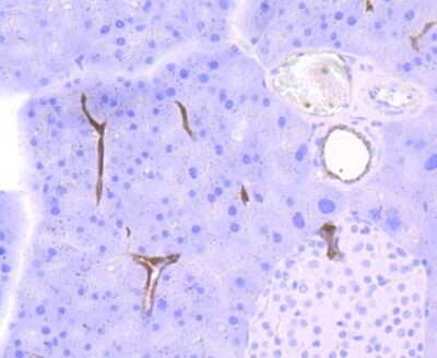 Immunohistochemistry-Paraffin: Cathepsin B Antibody (JA11-02) [NBP2-67215] - Analysis of paraffin-embedded mouse pancreas tissue using anti-Cathepsin B antibody. Counter stained with hematoxylin.