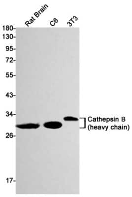 Western Blot: Cathepsin B Antibody (S08-7H4) [NBP3-14882] - Western blot detection of Cathepsin B in Rat Brain, C6, 3T3 cell lysates using Cathepsin B Rabbit mAb (1:1000 diluted). Predicted band size: 37kDa. Observed band size: 44, 27, 24kDa.