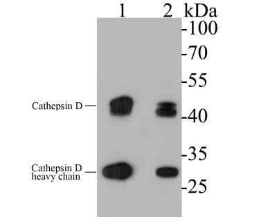 Western Blot: Cathepsin D Antibody (13F2) [NBP2-89156] - Analysis of Cathepsin D on different lysates. Proteins were transferred to a PVDF membrane and blocked with 5% BSA in PBS for 1 hour at room temperature. The primary antibody( 1/500) was used in 5% BSA at room temperature for 2 hours. Goat Anti-Mouse IgG - HRP Secondary Antibody at 1:5,000 dilution was used for 1 hour at room temperature.Positive control: Lane 1: MCF-7 cell lysateLane 2: U937 cell lysate
