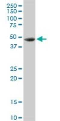 Western Blot: Cathepsin D Antibody [H00001509-D01P] - Analysis of CTSD expression in A-431.