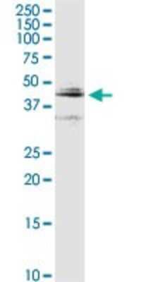 Western Blot: Cathepsin D Antibody [H00001509-D01P] - Analysis of CTSD expression in mouse brain.