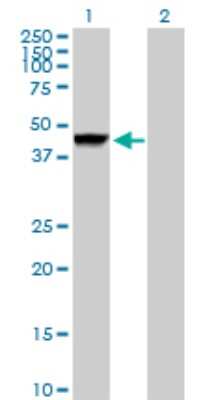 Western Blot: Cathepsin D Antibody [H00001509-D01P] - Analysis of CTSD expression in transfected 293T cell line by CTSD polyclonal antibody.Lane 1: CTSD transfected lysate(44.60 KDa).Lane 2: Non-transfected lysate.