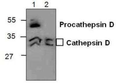 Western Blot: Cathepsin D Antibody [NBP1-50682] - Analysis of Cathepsin D in 3T3 cell lysate (Lane 1) and in rat kidney tissue lysate (Lane 2).