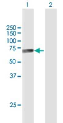 Western Blot: Cathepsin F Antibody [H00008722-B01P] - Analysis of CTSF expression in transfected 293T cell line by CTSF polyclonal antibody.  Lane 1: CTSF transfected lysate(53.24 KDa). Lane 2: Non-transfected lysate.