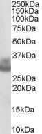 Western Blot: Cathepsin F Antibody [NB100-1784] - (0.3ug/ml) staining of Human Ovary lysate (35ug protein in RIPA buffer). Primary incubation was 1 hour. Detected by chemiluminescence.