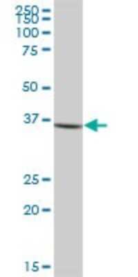 Western Blot: Cathepsin G Antibody [H00001511-B01P] - Analysis of CTSG expression in human kidney.