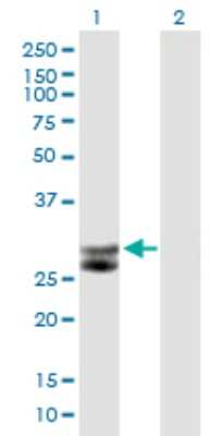 Western Blot: Cathepsin G Antibody [H00001511-B01P] - Analysis of CTSG expression in transfected 293T cell line by CTSG polyclonal antibody.  Lane 1: CTSG transfected lysate(28.05 KDa). Lane 2: Non-transfected lysate.