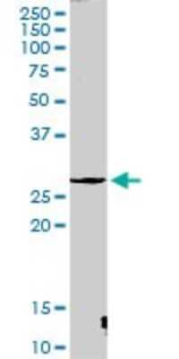 Western Blot: Cathepsin G Antibody [H00001511-D01P] - Analysis of CTSG expression in mouse liver.