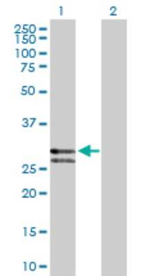 Western Blot: Cathepsin G Antibody [H00001511-D01P] - Analysis of CTSG expression in transfected 293T cell line by CTSG polyclonal antibody.Lane 1: CTSG transfected lysate(28.80 KDa).Lane 2: Non-transfected lysate.