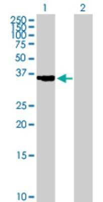 Western Blot: Cathepsin K Antibody [H00001513-B01P] - Analysis of CTSK expression in transfected 293T cell line by CTSK polyclonal antibody.  Lane 1: CTSK transfected lysate(36.19 KDa). Lane 2: Non-transfected lysate.