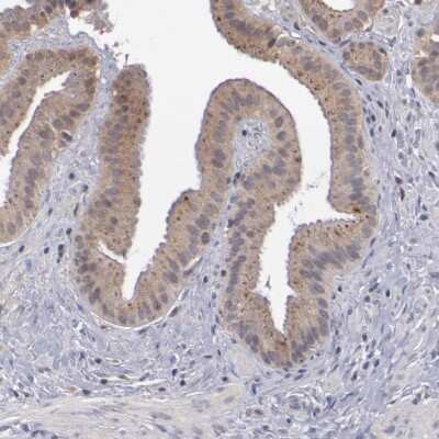 Immunohistochemistry-Paraffin: Cathepsin O Antibody [NBP1-90610] - Staining of human gallbladder shows cytoplasmic positivity in glandular cells.