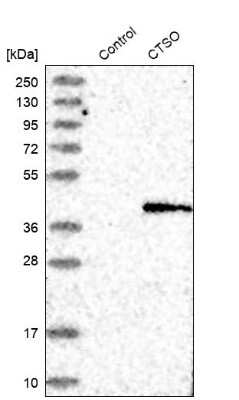 Western Blot: Cathepsin O Antibody [NBP1-90610] - Analysis in control (vector only transfected HEK293T lysate) and CTSO over-expression lysate (Co-expressed with a C-terminal myc-DDK tag (3.1 kDa) in mammalian HEK293T cells).