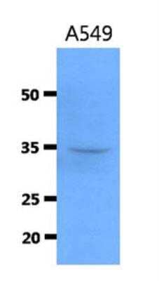 Western Blot: Cathepsin S Antibody (1F9) [NBP2-42634] - Analysis of  A459 lysates.