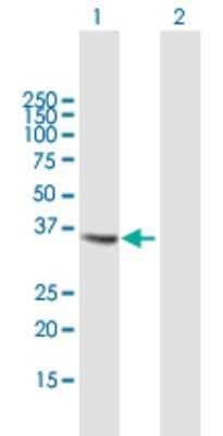 Western Blot: Cathepsin S Antibody [H00001520-B02P] - Analysis of CTSS expression in transfected 293T cell line by CTSS polyclonal antibody.  Lane 1: CTSS transfected lysate(36.41 KDa). Lane 2: Non-transfected lysate.