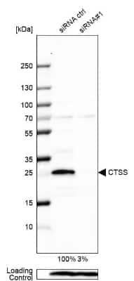 Western Blot: Cathepsin S Antibody [NBP1-85807] - Analysis in U-87MG ATCC cells transfected with control siRNA, target specific siRNA probe #1,. Remaining relative intensity is presented. Loading control: Anti-PPIB.