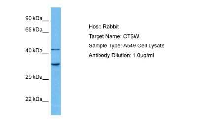 Western Blot: Cathepsin W Antibody [NBP2-88778] - Host: Rabbit. Target Name: CTSW. Sample Tissue: Human A549 Whole Cell lysates. Antibody Dilution: 1ug/ml