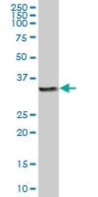 Western Blot: Cathepsin Z Antibody [H00001522-B01P] - Analysis of CTSZ expression in human placenta.