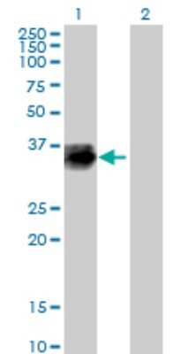 Western Blot: Cathepsin Z Antibody [H00001522-B01P] - Analysis of CTSZ expression in transfected 293T cell line by CTSZ polyclonal antibody.  Lane 1: CTSZ transfected lysate(33.33 KDa). Lane 2: Non-transfected lysate.