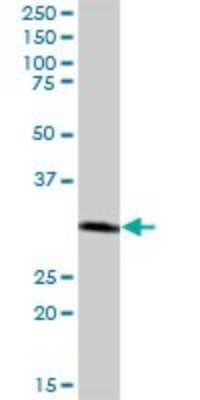 Western Blot: Cathepsin Z Antibody [H00001522-B02P] - Analysis of CTSZ expression in human liver.