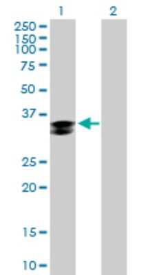 Western Blot: Cathepsin Z Antibody [H00001522-B02P] - Analysis of CTSZ expression in transfected 293T cell line by CTSZ polyclonal antibody.  Lane 1: CTSZ transfected lysate(33.33 KDa). Lane 2: Non-transfected lysate.
