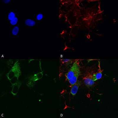 Immunocytochemistry/Immunofluorescence: Cav1.3 Antibody (S48) [NBP2-12893] - Immunocytochemistry/Immunofluorescence analysis using Mouse Anti-Cav1.3Monoclonal Antibody, Clone S48 (NBP2-12893). Tissue: Neuroblastoma cells (SH-SY5Y). Species: Human. Fixation: 4% PFA for 15 min. Primary Antibody: Mouse Anti-Cav1.3Monoclonal Antibody (NBP2-12893) at 1:50 for overnight at 4C with slow rocking. Secondary Antibody: AlexaFluor 488 at 1:1000 for 1 hour at RT. Counterstain: Phalloidin-iFluor 647 (red) F-Actin stain; Hoechst (blue) nuclear stain at 1:800, 1.6mM for 20 min at RT. (A) Hoechst (blue) nuclear stain. (B) Phalloidin-iFluor 647 (red) F-Actin stain. (C) Cav1.3Antibody (D) Composite.