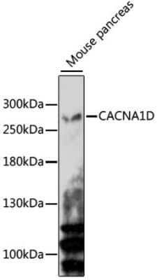 Western Blot: Cav1.3 Antibody [NBP2-92203] - Analysis of extracts of Mouse pancreas, using Cav1.3 .Exposure time: 5min.