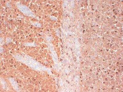 Immunohistochemistry-Frozen: Cav3.2 Antibody (S55/10) [NBP1-22444] - Tissue: frozen brain section. Species: human. Fixation: 10% Formalin Solution for 12-24 hours at RT. Primary Antibody: Mouse Anti-CaV3.2 Calcium channel Monoclonal Antibody at 1:1000 for 1 hour at RT. Secondary Antibody: HRP/DAB Detection System: Biotinylated Goat Anti-Mouse, Streptavidin Peroxidase, DAB Chromogen (brown) for 30 minutes at RT. Counterstain: Mayer Hematoxylin (purple/blue) nuclear stain at 250-500 uL for 5 minutes at RT.