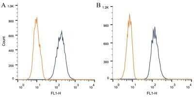 Flow Cytometry: Caveolin-1 Antibody (7C8) - Azide and BSA Free [NBP2-80617] - Intracellular flow cytometric staining of 1 x 10^6 CHO (A) and HEK-293 (B) cells using Caveolin 1 antibody (dark blue). Isotype control shown in orange. An antibody concentration of 1 ug/1x10^6 cells was used. Image from the standard format of this antibody.