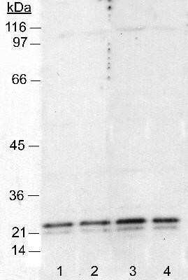 Western Blot: Caveolin-1 Antibody (7C8) - Azide and BSA Free [NBP2-80617] - Detection of caveolin in 3T3 cell lysates (50 ug). Lanes 1 and 2: 1:4000. Lanes 3 and 4: 1:1000. Detection by ECL: 5 minute exposure. Image from the standard format of this antibody.