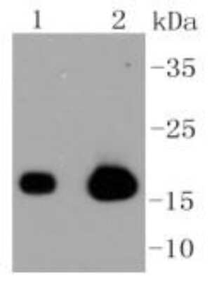 Western Blot: Caveolin-3 Antibody (SY22-06) [NBP2-67424] - Analysis of Caveolin-3 on different lysates using anti-Caveolin-3 antibody at 1/1,000 dilution. Positive control: Lane 1: Mouse heart Lane 2: Mouse skeletal muscle