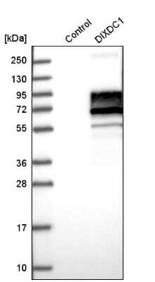 Western Blot: Ccd1/DIXDC1 Antibody [NBP2-58141] - Western blot analysis in control (vector only transfected HEK293T lysate) and DIXDC1 over-expression lysate (Co-expressed with a C-terminal myc-DDK tag (3.1 kDa) in mammalian HEK293T cells).