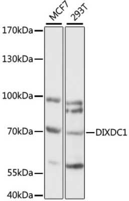 Western Blot: Ccd1/DIXDC1 Antibody [NBP2-92247] - Analysis of extracts of various cell lines, using Ccd1/DIXDC1 at 1:1000 dilution.Secondary antibody: HRP Goat Anti-Rabbit IgG (H+L) at 1:10000 dilution.Lysates/proteins: 25ug per lane.Blocking buffer: 3% nonfat dry milk in TBST.Detection: ECL Basic Kit .Exposure time: 60S.