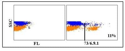 Flow Cytometry: Cd8a Antibody (73/6.9.1) [NBP2-60964] - Obtained with equine leukocytes