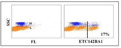 Flow Cytometry: Cd8a Antibody (ETC142B1A) [NBP2-60963] - Obtained with equine leukocytes