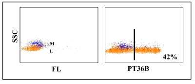 Flow Cytometry: Cd8a Antibody (PT36A) [NBP2-60965] - Obtained with pig leukocytes