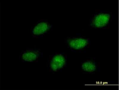 Immunocytochemistry/ Immunofluorescence Cdc14B Antibody