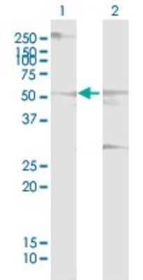 Western Blot Cdc14B Antibody