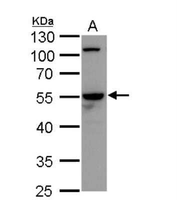 Western Blot: Cdc20 Antibody [NBP2-15825] - A. 30 ug THP-1 whole cell lysate/extract  10 % SDS-PAGE Cdc20 antibody dilution: 1:1000