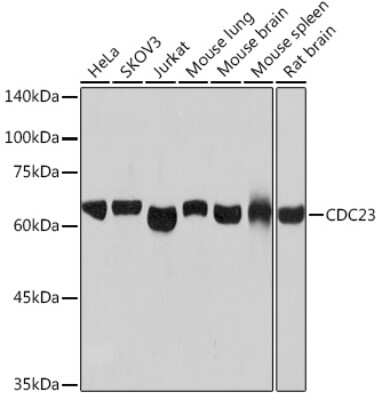 Western Blot: Cdc23 Antibody (1Q2I3) [NBP3-16631] - Western blot analysis of extracts of various cell lines, using Cdc23 Rabbit mAb (NBP3-16631) at 1:1000 dilution. Secondary antibody: HRP Goat Anti-Rabbit IgG (H+L) at 1:10000 dilution. Lysates/proteins: 25ug per lane. Blocking buffer: 3% nonfat dry milk in TBST. Detection: ECL Basic Kit. Exposure time: 30s.