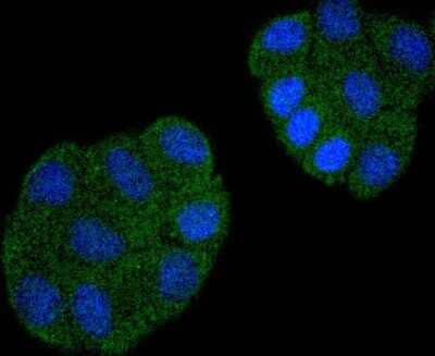 Immunocytochemistry/Immunofluorescence: Cdc23 Antibody (SD08-60) [NBP2-67818] - ICC staining Cdc23 in HepG2 cells (green). The nuclear counter stain is DAPI (blue). Cells were fixed in paraformaldehyde, permeabilized with 0.25% Triton X100/PBS.