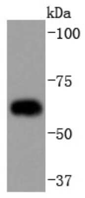 Western Blot: Cdc23 Antibody (SD08-60) [NBP2-67818] - Analysis of Cdc23 on Hela cells lysates using anti-Cdc23 antibody at 1/1,000 dilution.