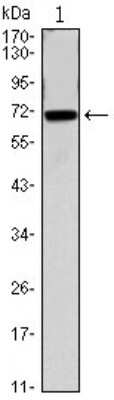 Western Blot: Cdc27 Antibody (5C12) [NBP1-51620] - Western blot analysis using CDC27 mouse mAb against CDC27-hIgGFc transfected HEK293 cell.