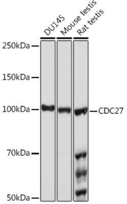 Western Blot: Cdc27 Antibody (7U5A3) [NBP3-16170] - Western blot analysis of extracts of various cell lines, using Cdc27 Rabbit mAb (NBP3-16170) at 1:1000 dilution. Secondary antibody: HRP Goat Anti-Rabbit IgG (H+L) at 1:10000 dilution. Lysates/proteins: 25ug per lane. Blocking buffer: 3% nonfat dry milk in TBST. Detection: ECL Basic Kit. Exposure time: 10s.