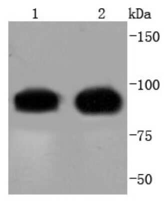 Western Blot: Cdc27 Antibody (SD85-02) [NBP2-67828] - Analysis of Cdc27 on different lysates using anti-Cdc27 antibody at 1/1,000 dilution. Positive control: Lane 1: Hela Lane 2: K562