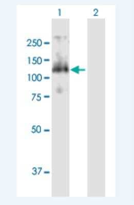 Western Blot: Cdc27 Antibody [H00000996-B01P-50ug] - Analysis of CDC27 expression in transfected 293T cell line (H00000996-T01) by CDC27 MaxPab polyclonal antibody. Lane 1: CDC27 transfected lysate(91.3 KDa). Lane 2: Non-transfected lysate.