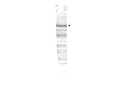 Western Blot: Cdc27 Antibody [NB600-465] - Analysis of a band 90 kDa corresponding to human cdc27 (arrowhead). Approximately 35 ug of HeLa whole cell lysate was separated by SDS-PAGE and transferred onto nitrocellulose. After blocking the membrane was probed with the primary antibody diluted to 1.0ug/ml for 2 h at room temperature followed by washes and reaction with a 1:10,000 dilution of IRDye800 conjugated Gt-a-Rabbit IgG [H&L] MX for 45 min at room temperature.