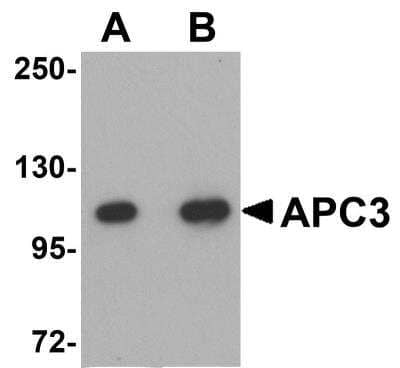 Western Blot: Cdc27 Antibody [NBP1-77377] - Analysis of APC3 in mouse liver tissue lysate with APC3 antibody at (A) 1 and (B) 2 ug/mL.