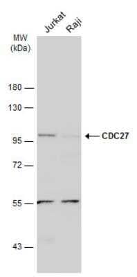 Western Blot: Cdc27 Antibody [NBP2-15829] - Various whole cell extracts (30 ug) were separated by 7.5% SDS-PAGE, and the membrane was blotted with CDC27 antibody diluted at 1:500. The HRP-conjugated anti-rabbit IgG antibody was used to detect the primary antibody, and the signal was developed with Trident ECL plus-Enhanced.