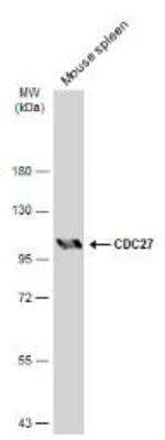 Western Blot: Cdc27 Antibody [NBP2-15829] - Mouse tissue extract (50 ug) was separated by 7.5% SDS-PAGE, and the membrane was blotted with CDC27 antibody diluted at 1:500. The HRP-conjugated anti-rabbit IgG antibody was used to detect the primary antibody, and the signal was developed with Trident ECL plus-Enhanced.